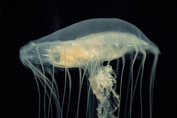 Jellyfish