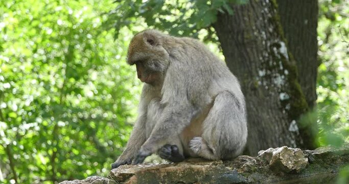 Barbary Macaque, macaca sylvana, Adult standing on Branch, Real Time 4K
