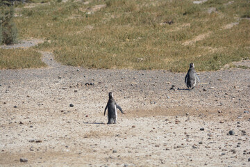 Pingüinos en Punta Tombo, Chubut, Argentina