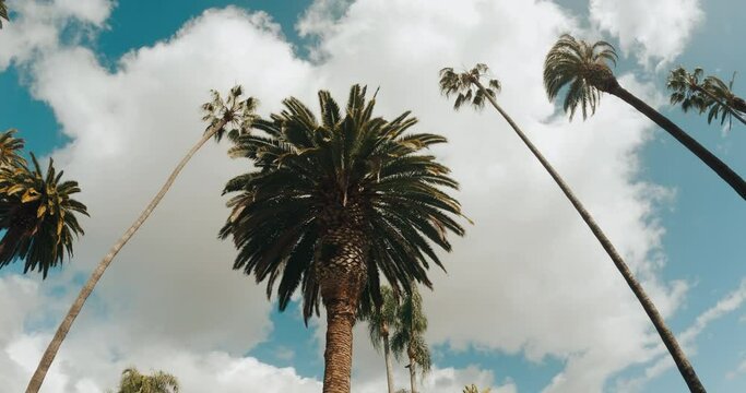 Beverly Hills street with palm trees. View up or bottom view coconut palm trees forest in sunshine. Camera looks up as it moves past rows a palm trees. Los Angeles, California. 