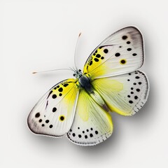 Generative AI - Butterfly isolated on white background