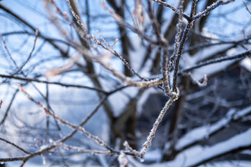 Snow covered branches