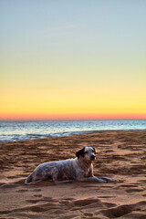 black and white dog lying on the beach at sunset, pie de la cuesta acapulco guerrero 