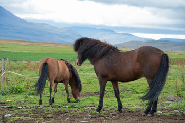 Beautiful landscape in Iceland with two horses