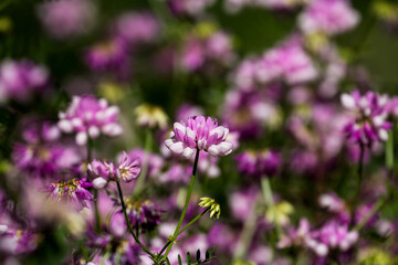 First spring flowers. Flowers in spring.