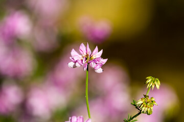 Obraz premium First spring flowers. Flowers in spring.