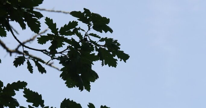 Leaves of English Oak, quercus robur or quercus pedunculata, Forest near Rocamadour in the South West of France, Real Time 4K