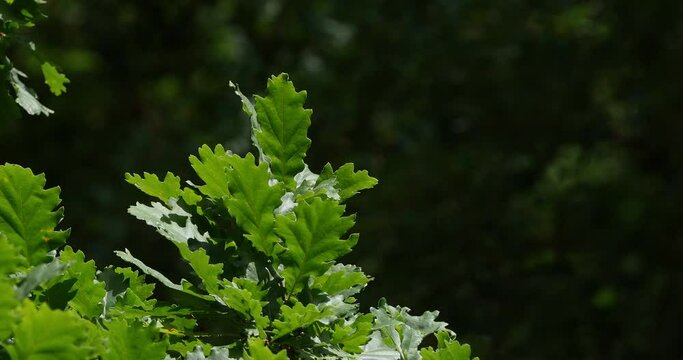 Leaves of English Oak, quercus robur or quercus pedunculata, Forest near Rocamadour in the South West of France, Real Time 4K