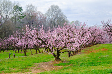 Orchard of peach trees blooming in the spring on a cloudy day.