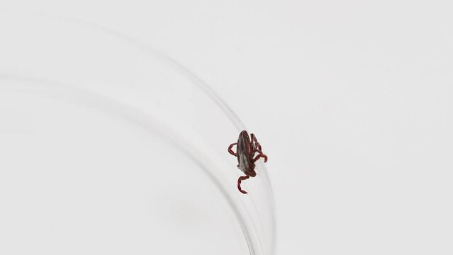 Infectious parasitic insect ixodid ticks on a white background. Mite.