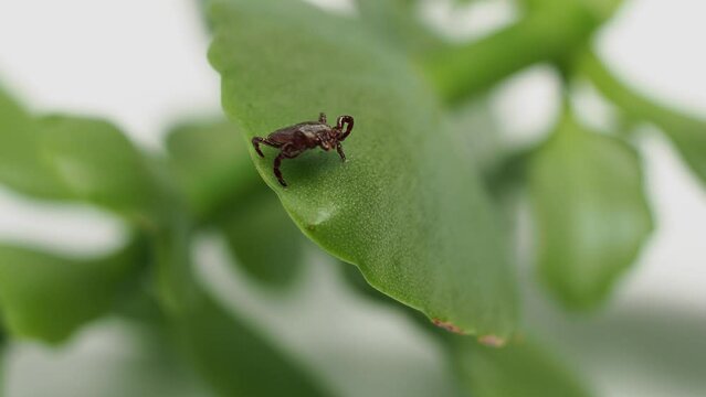 Infectious parasitic ixodid ticks insects on a green leaf. mite.
