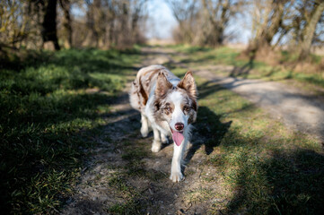 Portrait of a dog, white and brown border collie in the field and wood, head of a dog