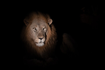 Portrait of a male lion at night
