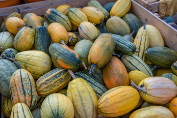 Lots of different colored ornamental gourds lying in a wooden box at a farm for sale during harvest season in october