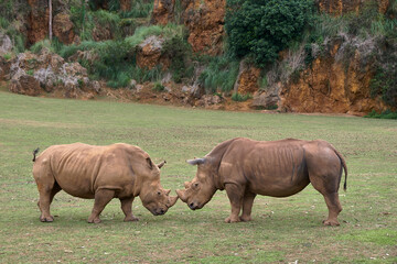 Obraz premium Two rhinos come face to face to fight it out