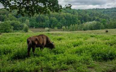 Fototapeta na wymiar European Bision - Bison Bonasus grazing on a pasture inside an oak forest. The buffalo is away from its herd. Endangered species trying to repopulate the wilderness of the mountains. Carpathia.