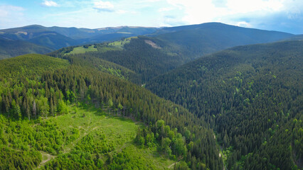 Obraz premium Drone view above the woodlands in Cindrel Mountains. A coniferous trees plantation is in the place of an old forest exploitation site. The wild woodlands will regenerate. Carpathia, Romania.