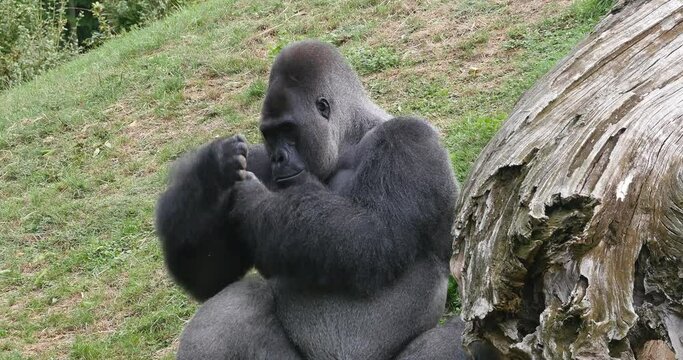 Eastern Lowland Gorilla, gorilla gorilla graueri, Silverback Male, Real Time 4K