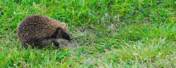 Young hedgehog on green grass.