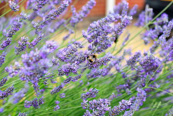 lavender field in region