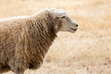 Side view of a Sheep against dry grass background