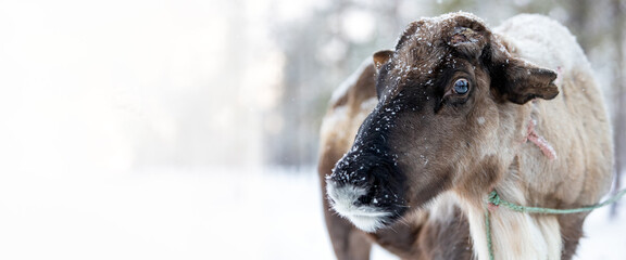 Banner. Head of a reindeer looking at the camera, close-up