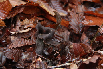 Champignons