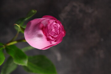 Pink violet rose wet on black stone background, space for text