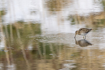 冬の川で餌を探すタシギ