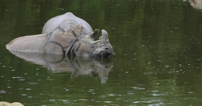 Indian Rhinoceros, rhinoceros unicornis, Adults standing in Water, Real Time 4K
