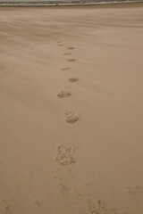 Fototapeta na wymiar Spuren im Sand an der Nordsee hier am Strand von St. Peter-Ording