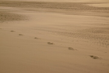 Spuren im Sand an der Nordsee hier am Strand von St. Peter-Ording