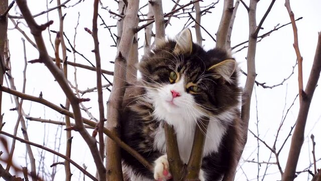 Fun Animal Video With Kitten on the Tree. Home Pets Outdoors. Young Cat Stuck in a Tree in Winter