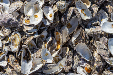 Opened oyster shells background, close up