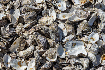 Opened oyster shells background, close up