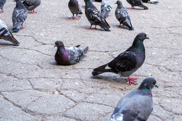 Pigeons rest on the pavement after having eaten