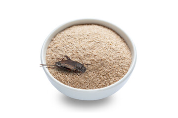 Cricket powder insects for eating in ceramic bowl, isolated on white background. Cricket flour. Close up. Source of protein. Organic food of the future. Entomophagy concept. Selective Focus
