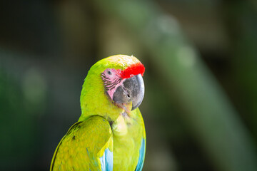 green ara macaw parrot bird. ara macaw parrot outdor. ara macaw parrot outside.