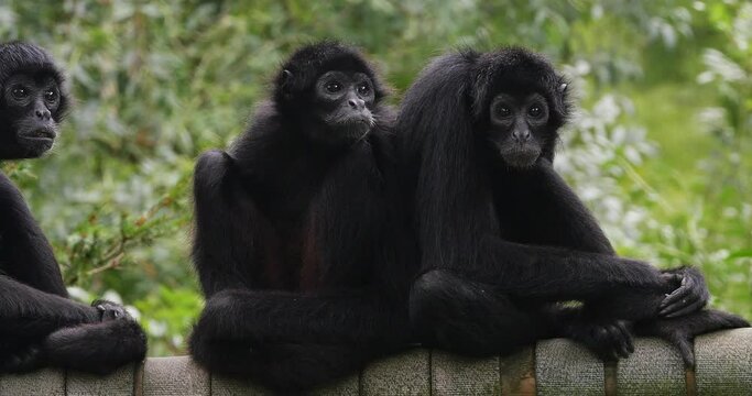 Brown Headed Spider Monkey, ateles fusciceps rufiventris, Group of Adullts standing on Branch, Real Time 4K