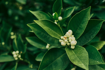 Orange blossom neroli buds with green leaves in the background. Idea for natural background or...