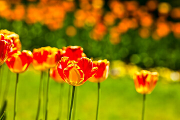Beautiful colored tulips illuminated by the sun.