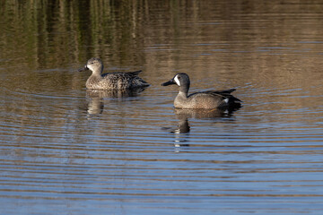 blue-winged teal male and female pair floating in the marsh