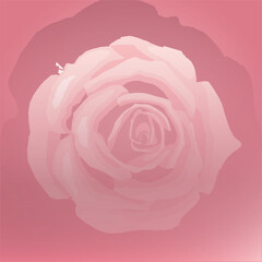 Pink rose background design
