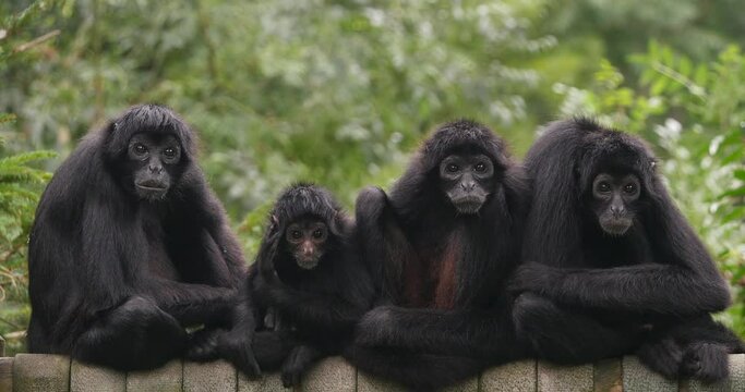 Brown Headed Spider Monkey, ateles fusciceps rufiventris, Group of Adullts standing on Branch, Real Time 4K