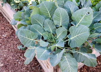 garden cabbage