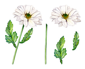 Chrysanthemum flower on a stem with green leaves. Watercolor hand drawn floral illustration, isolated on white background. Botanical set elements for print