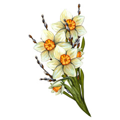 Spring watercolor daffodils bouquet. Flowers with stem and leaf. Spring botanical illustration