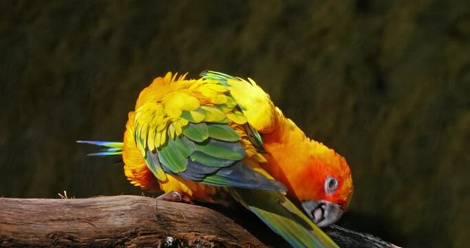 Sun Parakeet, aratinga solstitialis, Pair doing Feather Preening Session, Pair Grooming, Real Time 4K