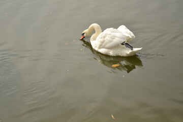 white swan swimming in the lake