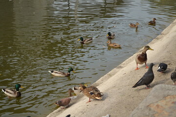 ducks on the water